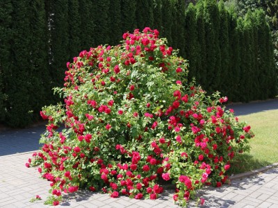 Санаторий Озерный, Республика Беларусь